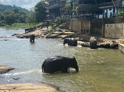 PINNAWALA