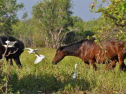 CROCIERA SUL YELLOW WATER BILLABONG