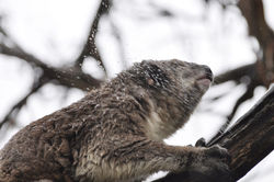KOALA CONSERVATION CENTER