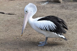 KANGAROO ISLAND WILDLIFE PARK