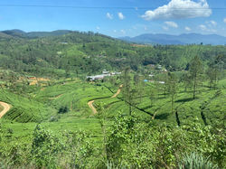 DA ELLA A NUWARA ELIYA