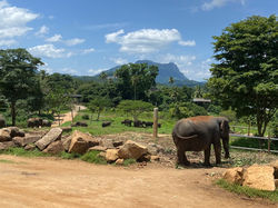 PINNAWALA ELEPHANT ORPHANAGE