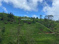 DAMRO TEA PLANTATION