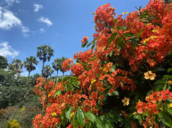 ROYAL BOTANICAL GARDEN