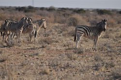 RISERVA DEL KALAHARI RED DUNES LODGE