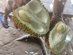 ASSAGGIAMO IL DURIAN