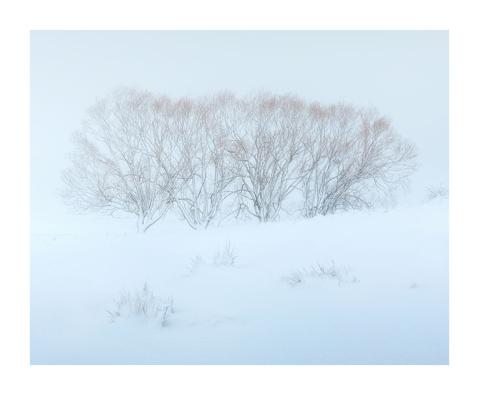 a fine art photo of some trees under the snow in a minimal style
