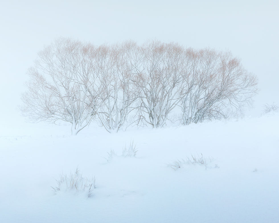 a fine art photo of some trees under the snow in a minimal style