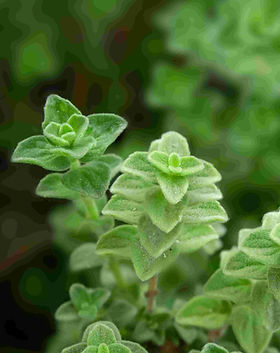Goya Botanicals - Marjoram (Origanum majorana).jpg