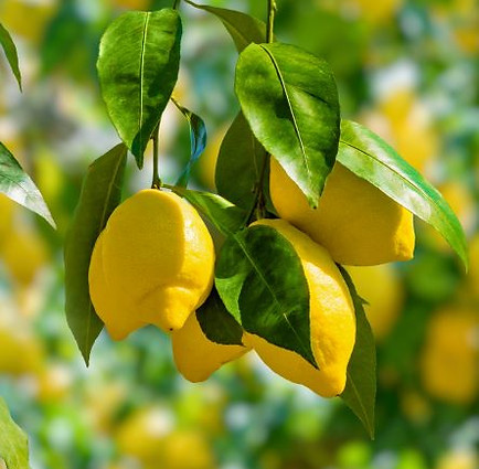 GOYA BOTANICALS - Citrus limon