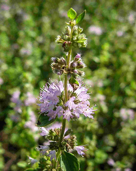 Goya Botanicals - Pennyroyal.jpeg