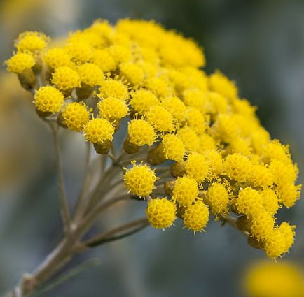 Goya Botanicals - Immortelle (Helichrysum italicum).jpeg