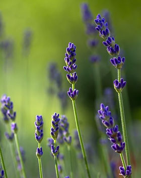 Goya Botanials - Lavender (Lavandula angustifolia).jpeg