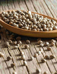 Goya Botanicals - Hemp Seed (Cannabis sativa).jpeg