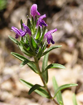 Goya Botanicals - Spiked Thyme (Thymbra Spicata).jpg