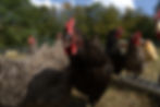 edited hens.jpg