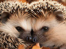PORCUPINE DISTANCE IN RELATIONSHIPS