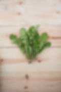 Rucola