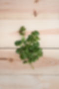 Coriander