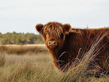 Dwingelderveld