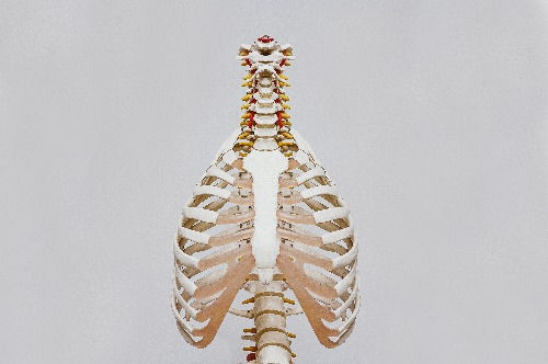 rib cage anatomy