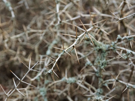 "La corona invertida"