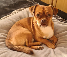 Haushund