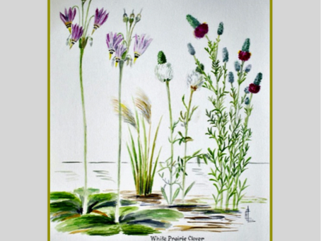 A Taste of Wildflowers