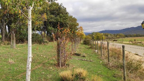 Finalizamos las actuaciones del Proyecto ReforestaAcción