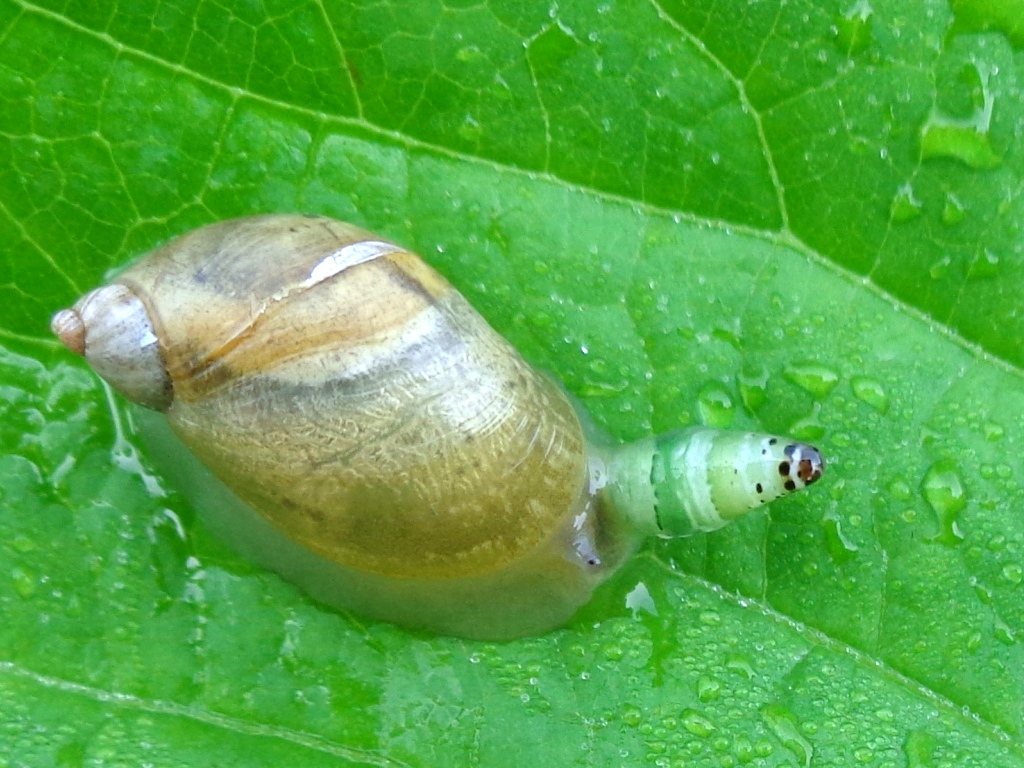 Green Banded Broodsac Leucochloridium Paradoxum