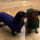 Thumbnail: DACHSHUND ARAN JUMPER