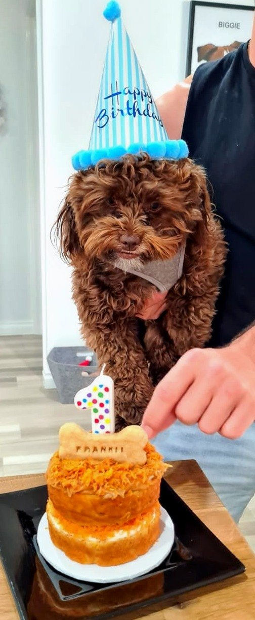 Thumbnail: dog carrot cake