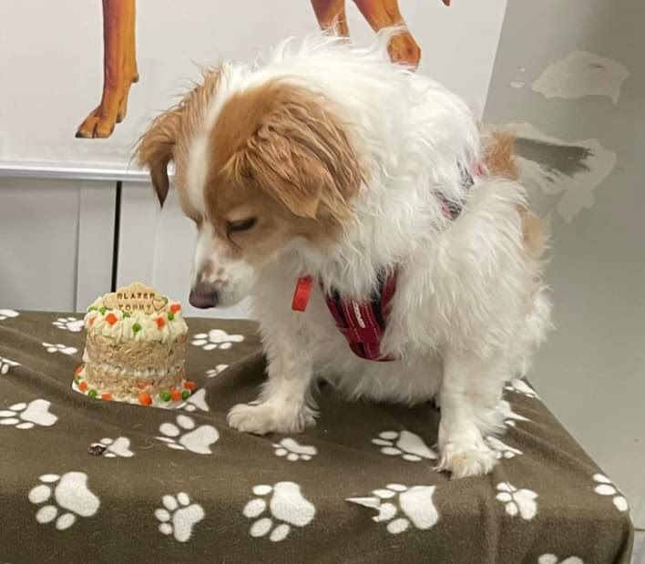 Thumbnail: cake for cats perth