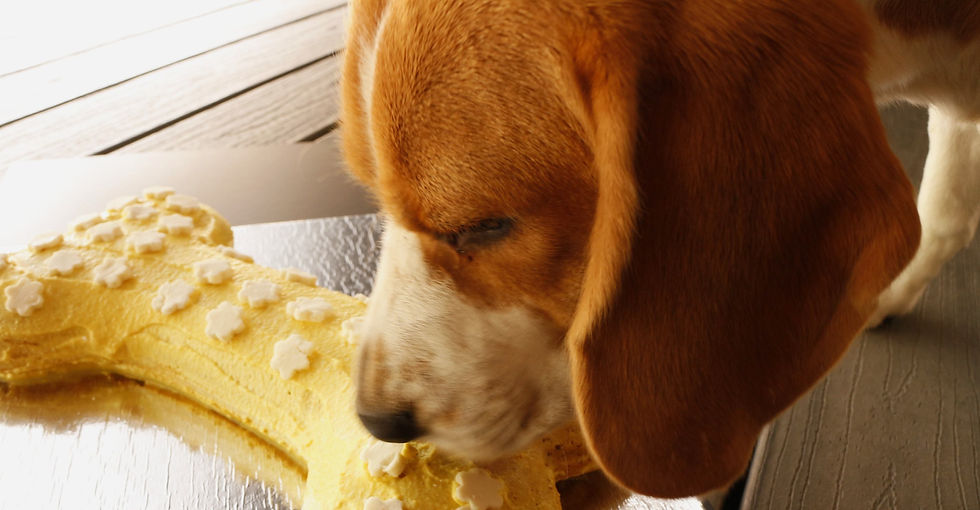 Chap is enjoying his Sweet Potato Bone Cake