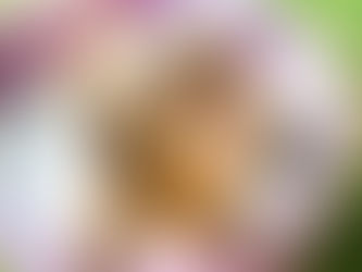 Five Summer Dog Grooming tips from Harris Hounds