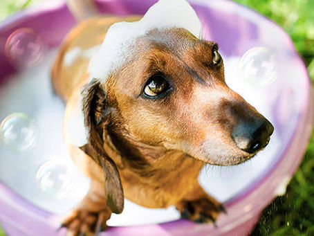 Five Summer Dog Grooming tips from Harris Hounds