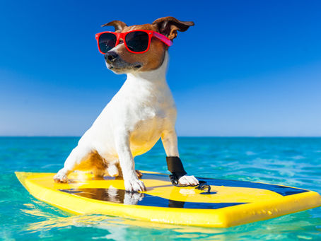 Five Reasons your Dog needs to be Careful in the Summer