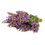 Thumbnail: Clary Sage (Salvia)