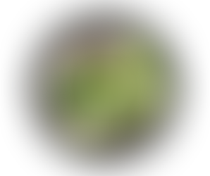 Pepino