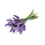 Miniatura: Lavanda