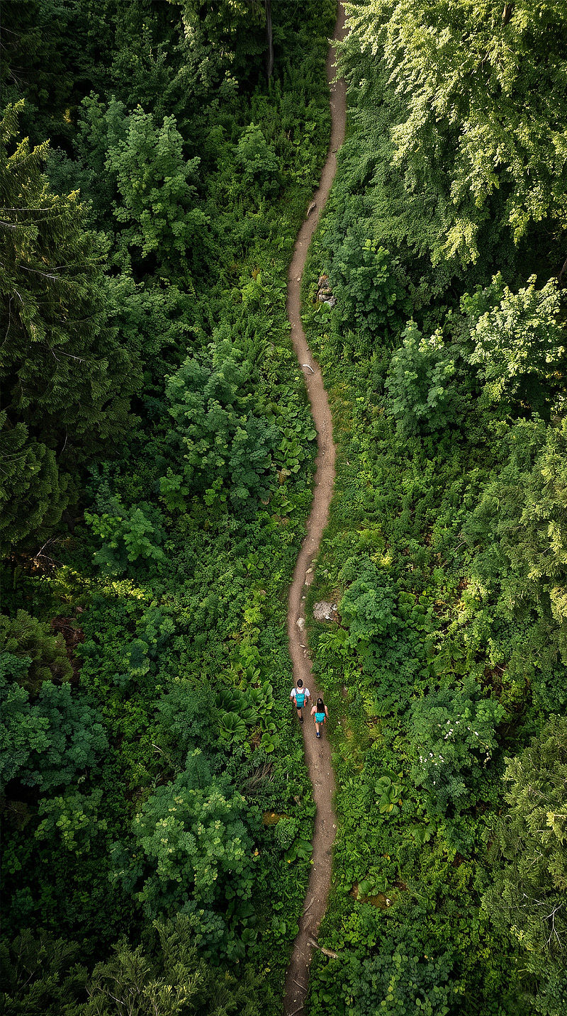 Forest.jpg