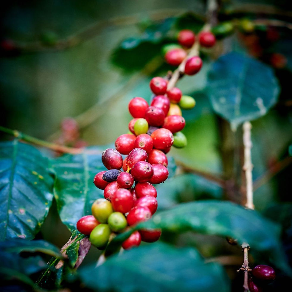Fruto maduro de café