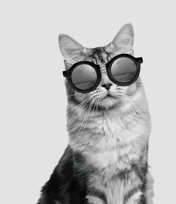 Cat wearing round sunglasses
