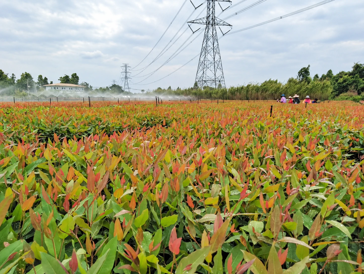 Tree nursery with rows of young plants growing beneath high-voltage power lines