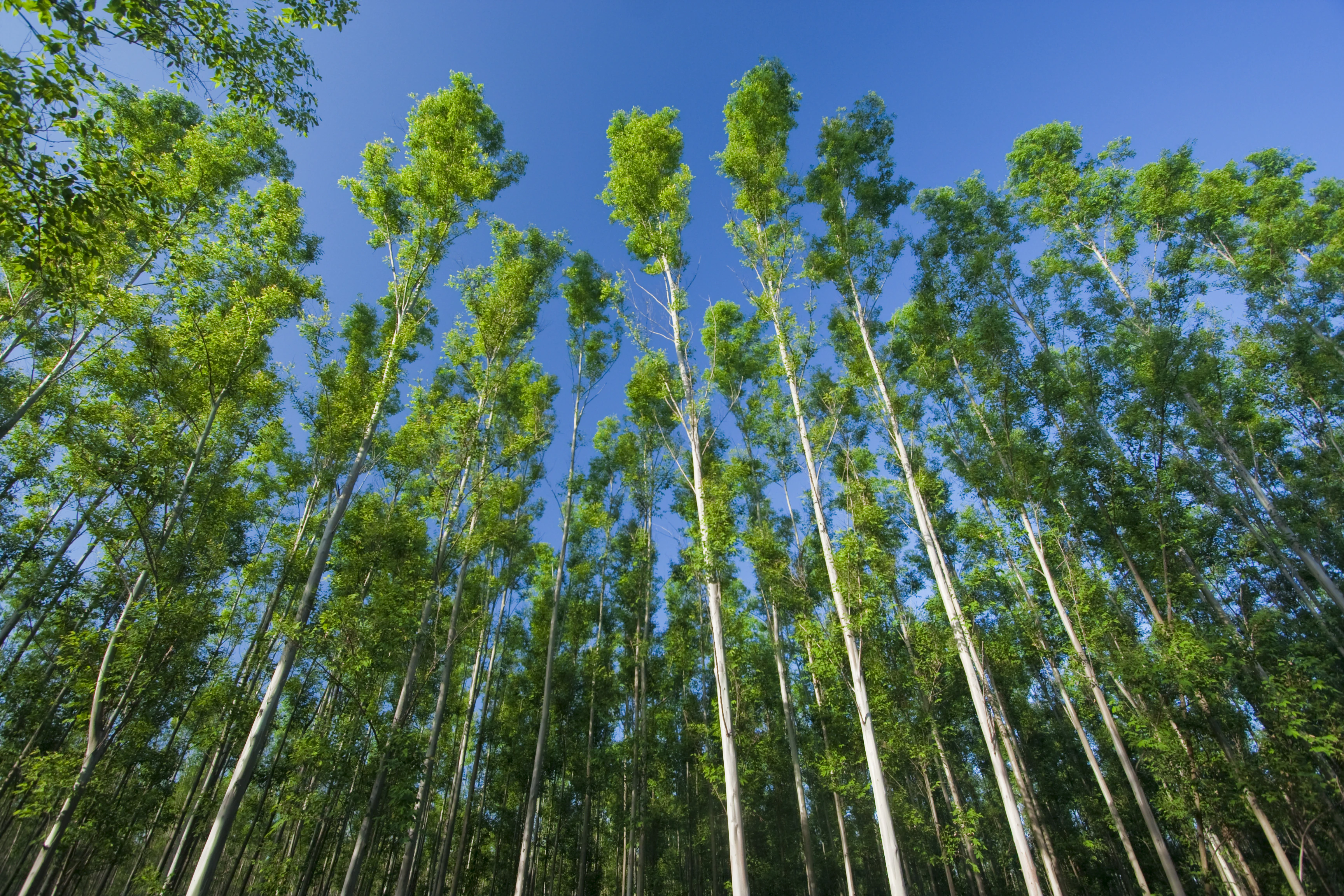 Eucalyptus raw material for wet-process hardboard