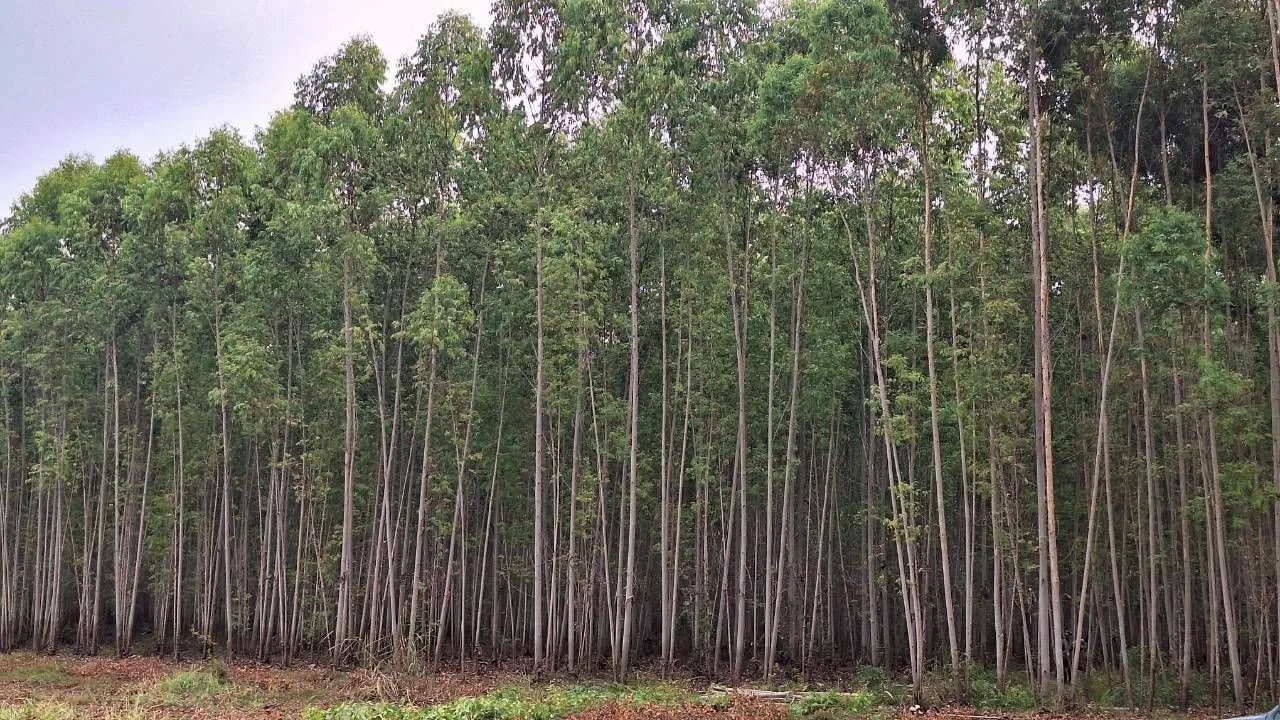 Plantation-grown eucalyptus trees