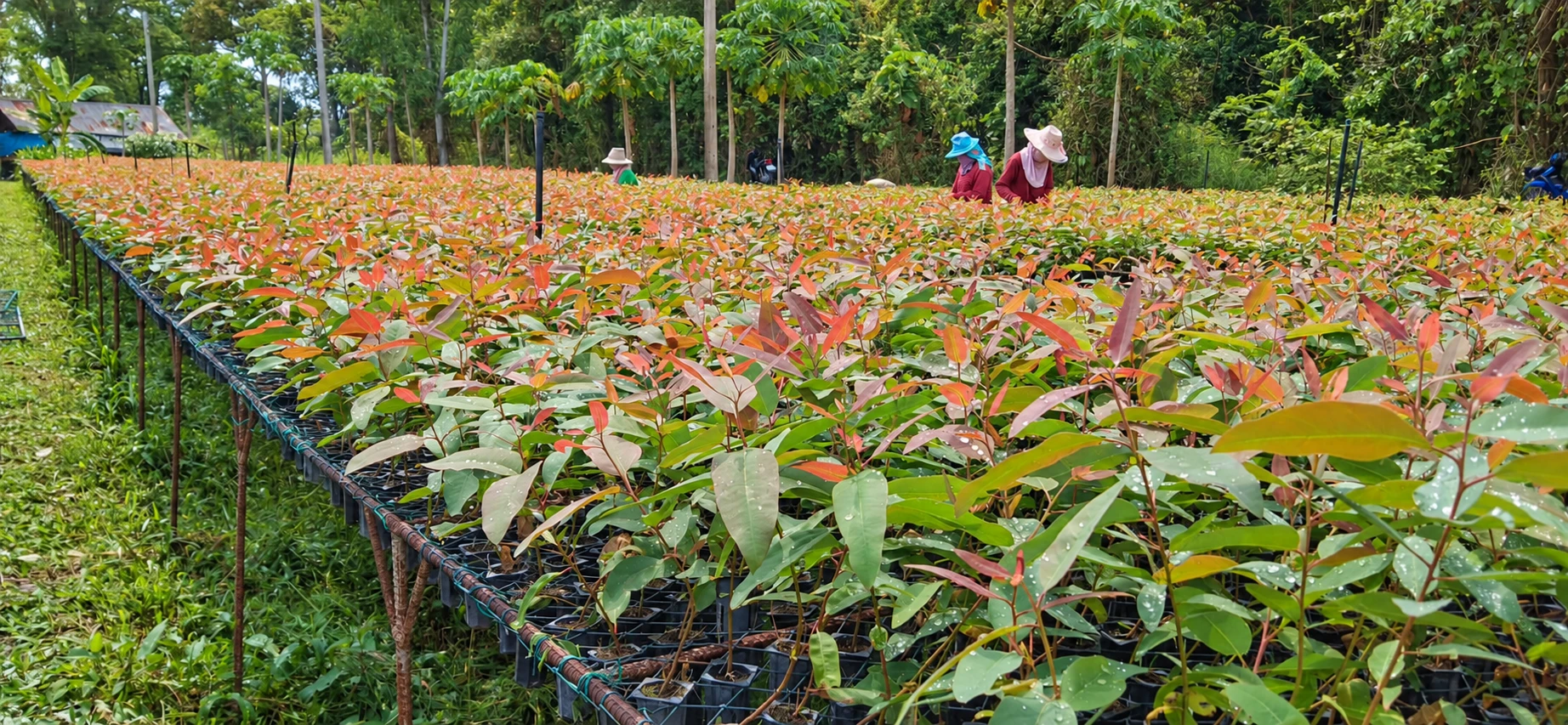 Workers caring for rows of young seedlings in a tree nursery
