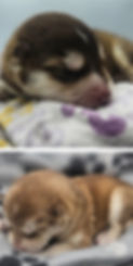 a68c99bff178fa13b038abde1f228e37e190e98d3fc296e912d8b0a775f96813_edited_edited_edited.jpg