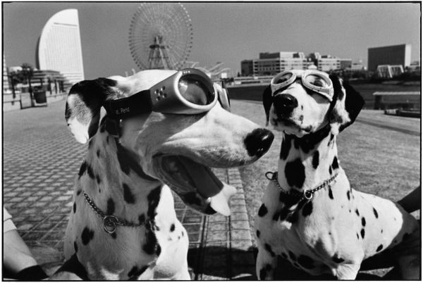 Elliott Erwitt: Last Laughs