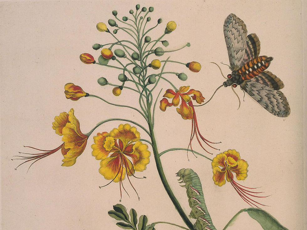 AMNH - What's in a Name?